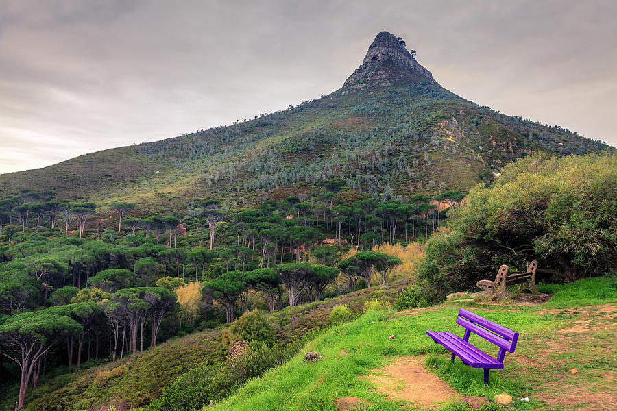 Purple bench in Cape Town Photograph by Alexey Stiop