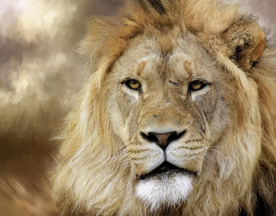 Lion Photograph - Lions Mane #1 by Steve McKinzie