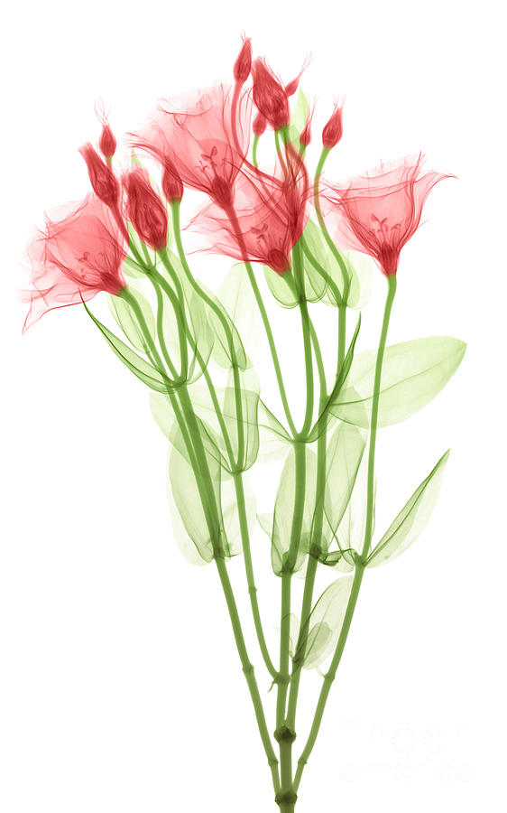 Lisianthus Flowers, X-ray #3 Photograph by Ted Kinsman