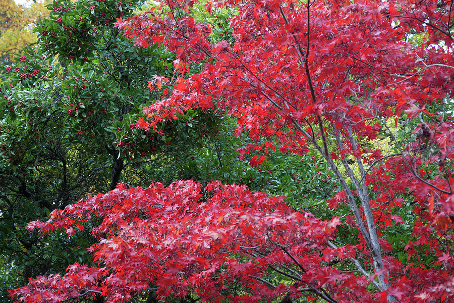 Colorful Lithia Park Ashland Oregon Photograph