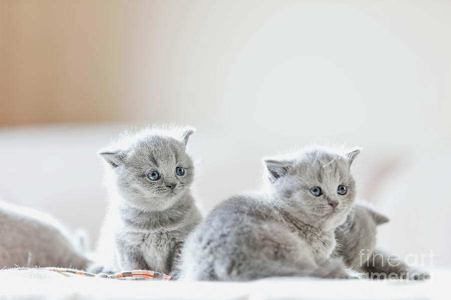 Litter of kittens in home. British Shorthairs #1 Photograph by Michal Bednarek