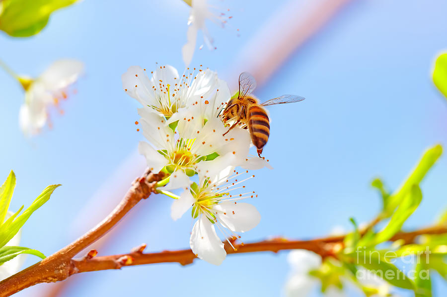 Little bee on blooming tree #1 Photograph by Anna Om