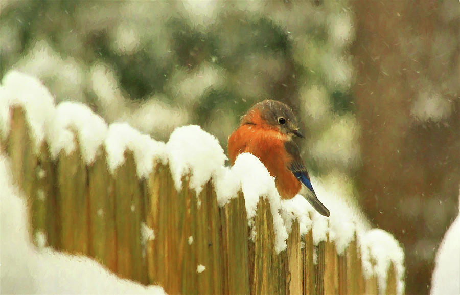 Little Bird in the Snow #2 Photograph by Ola Allen