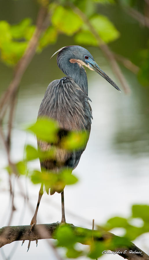 Little Blue Heron #3 Photograph by Christopher Holmes