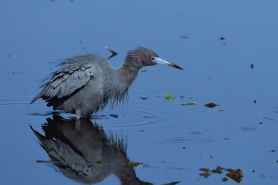 Little Blue Heron #1 Photograph by David Campione