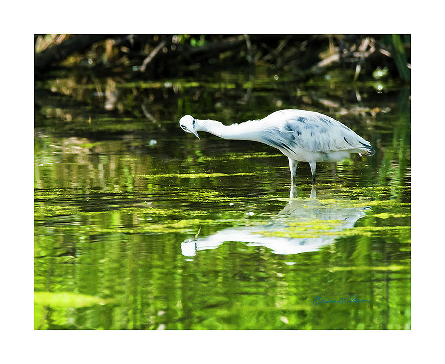 Little Blue Heron Fishing #1 Photograph by Ed Peterson