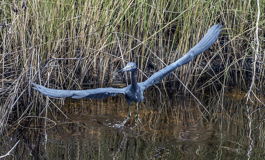 Little Blue Heron Flying From Marsh #1 Photograph by William Bitman