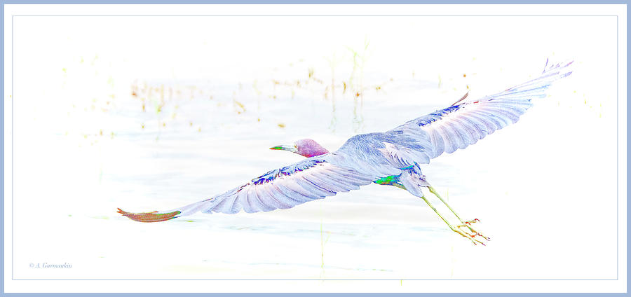 Little Blue Heron in Flight #1 Digital Art by A Macarthur Gurmankin