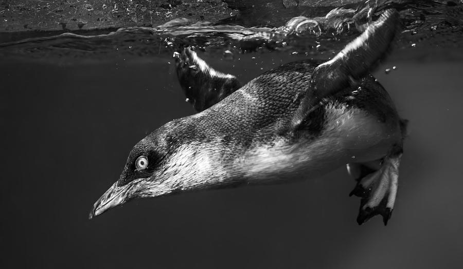 Little Blue Penguin Korora Photograph By Levana Sietses