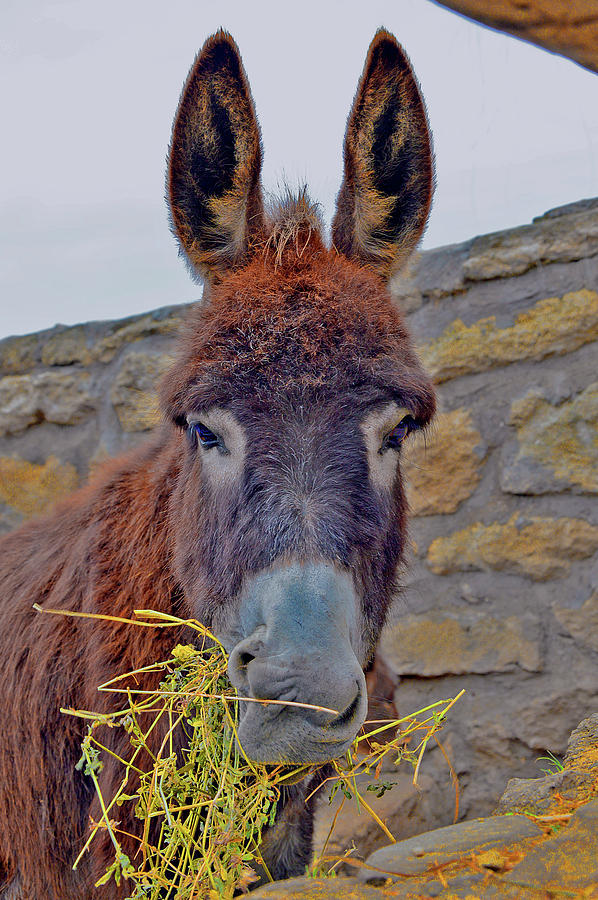 Fresh Photograph - Little Donkey. by Andy Za Fresh Photograph - Little Donkey. by Andy Za