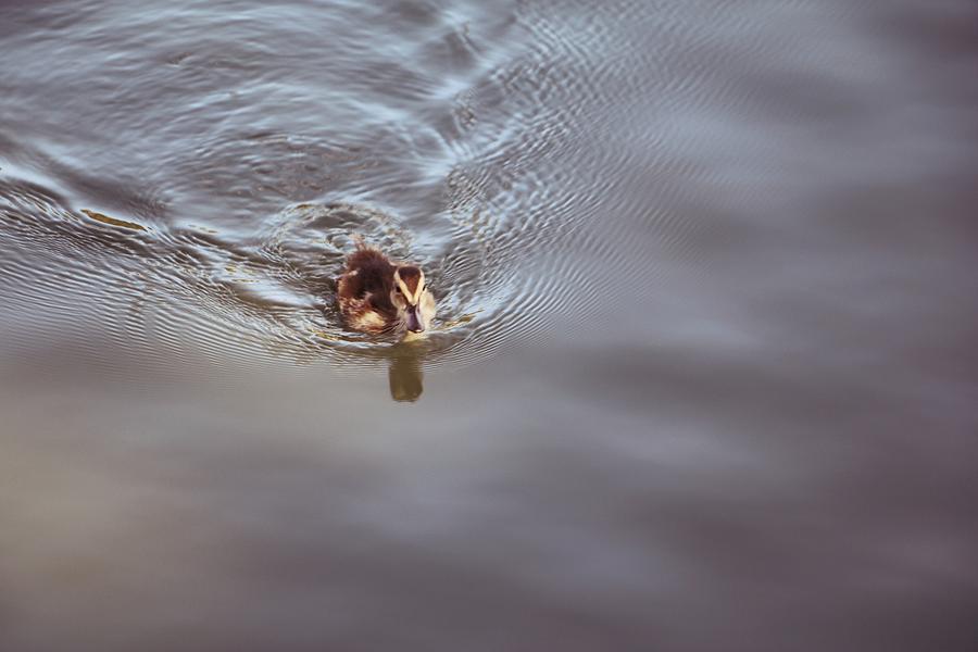 Little Duck in Water... #1 Photograph by The Art Of Marilyn Ridoutt-Greene