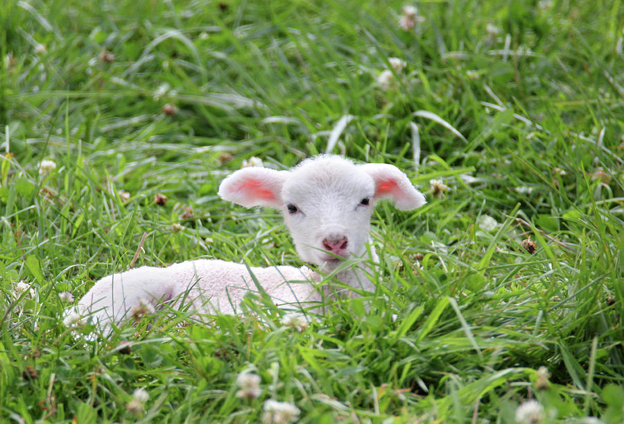 Little Lamb 6 #1 Photograph by Brook Burling