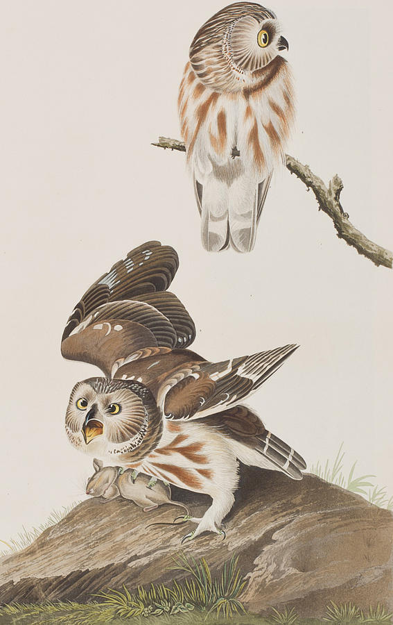 John James Audubon Painting - Little Owl by John James Audubon