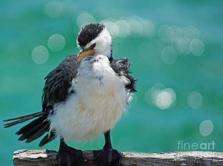 Little Pied Cormorant I Photograph by Cassandra Buckley
