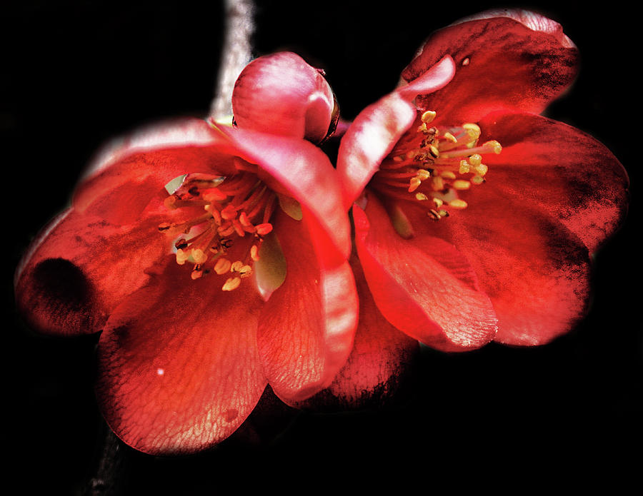Little Red Flower Photograph
