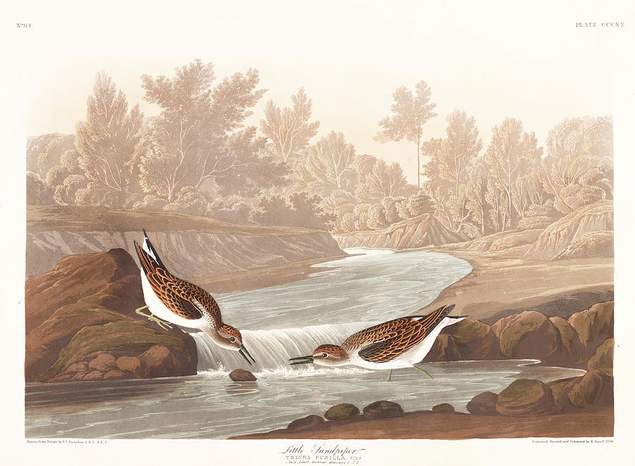 John James Audubon Painting - Little Sandpiper #1 by John James Audubon