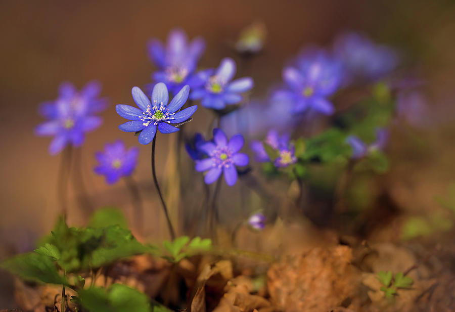Pretty blooming hepatica Photograph by Jaroslaw Blaminsky