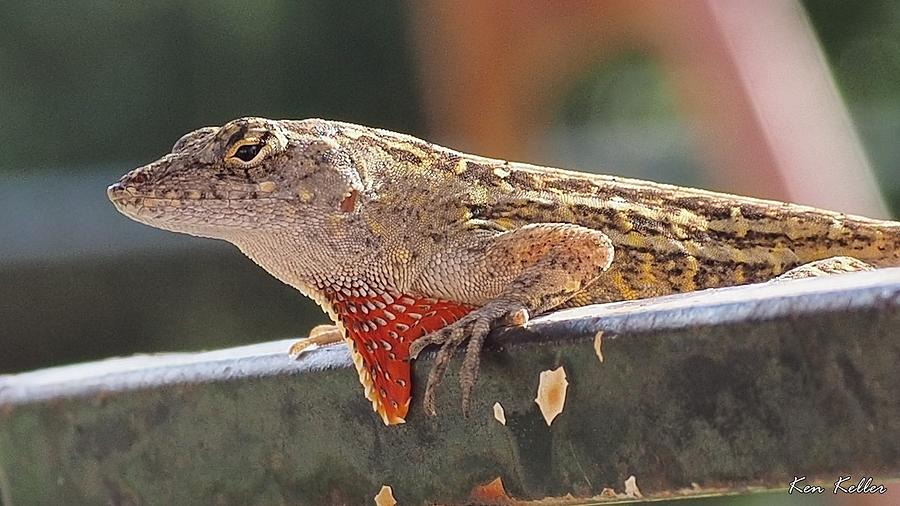 Lizard Beard Photograph by Kenneth Keller - Fine Art America