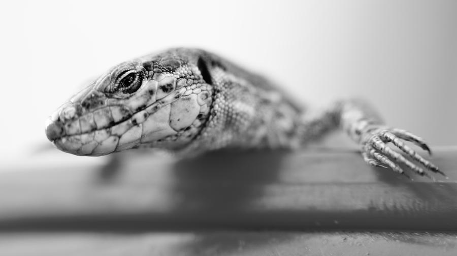 Turtle Digital Art - Lizard #1 by Maye Loeser