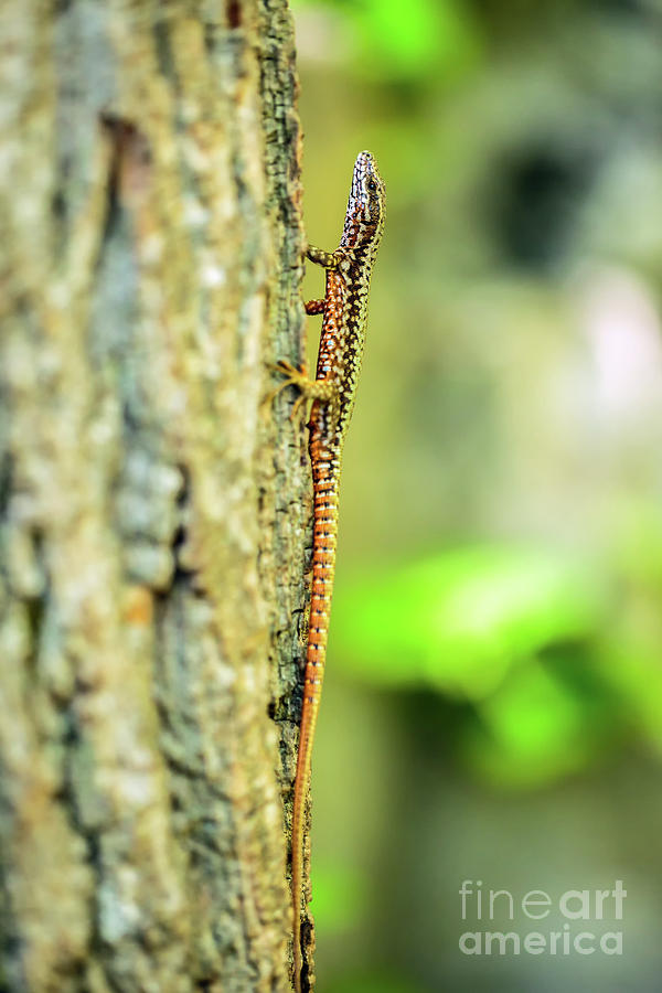 Lizard on a tree bark #1 Photograph by Ragnar Lothbrok