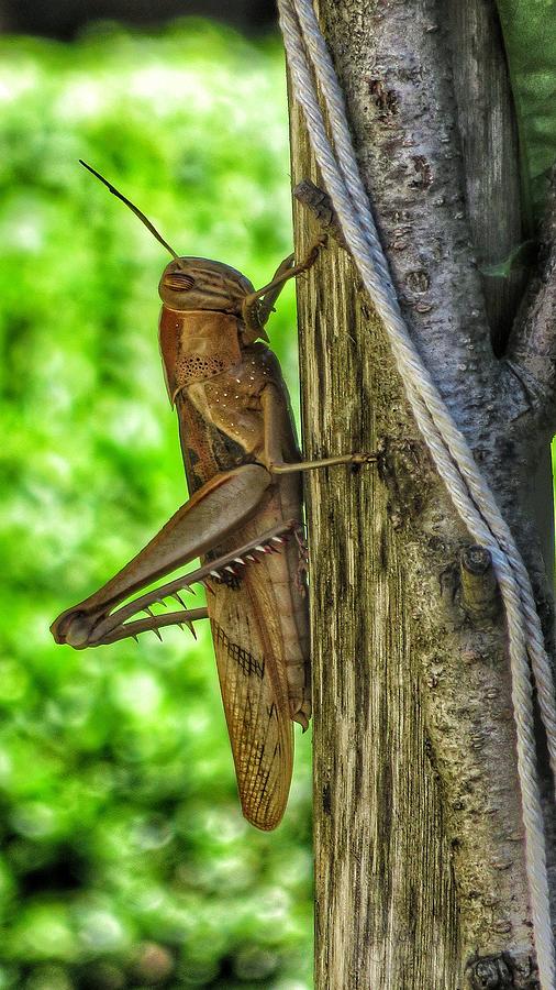 Locust In The Garden Photograph by Joan Laine | Fine Art America