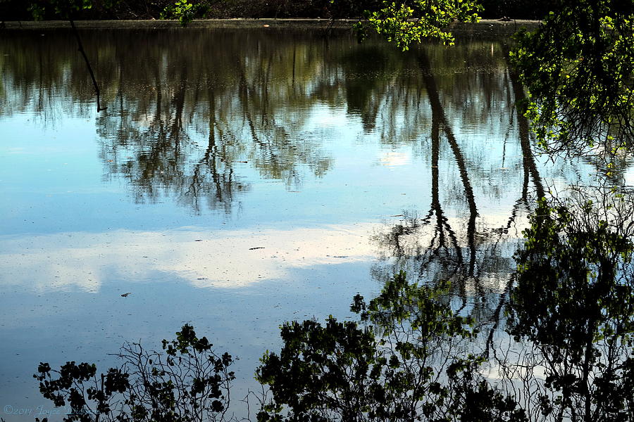 Lodi Lake Reflections #1 Photograph by Joyce Dickens