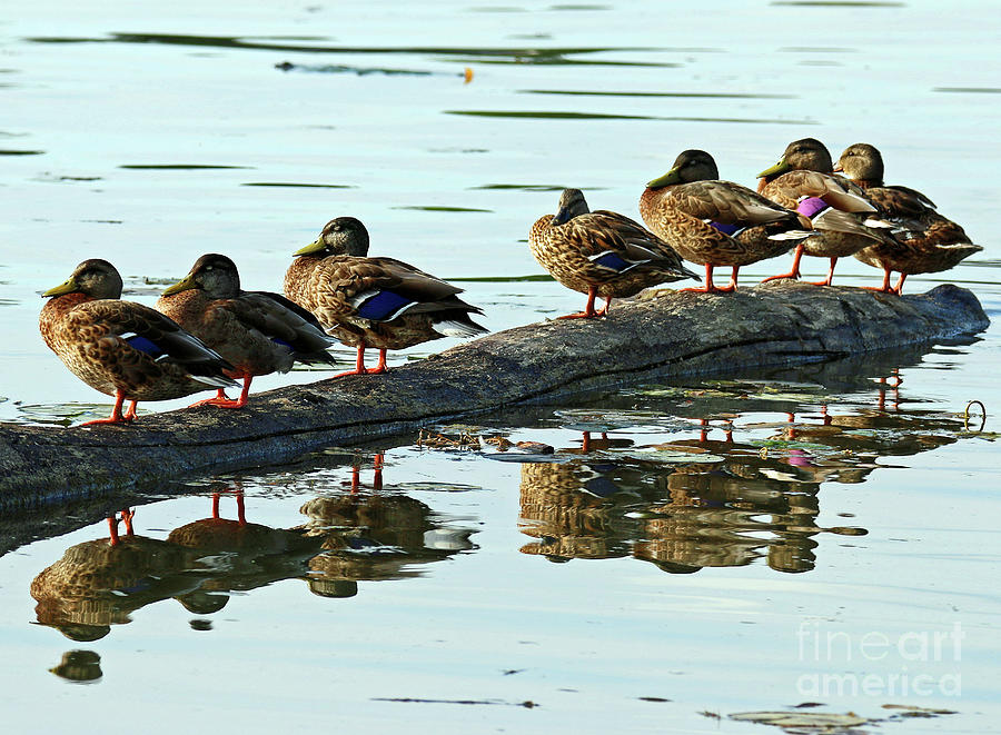 Duck Photograph - Logged On #1 by Steve Gass