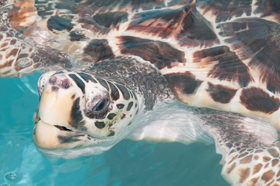 Loggerhead Sea Turtles at Isla Mujeres Turtle Sanctuary #1 Digital Art by Carol Ailles