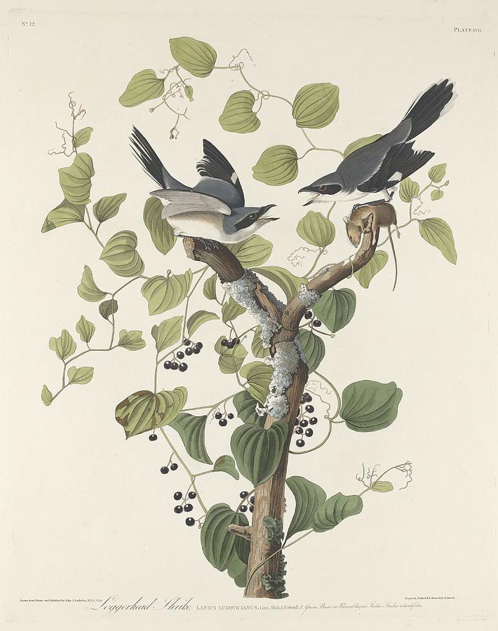 John James Audubon Drawing - Loggerhead Shrike #1 by Dreyer Wildlife Print Collections 
