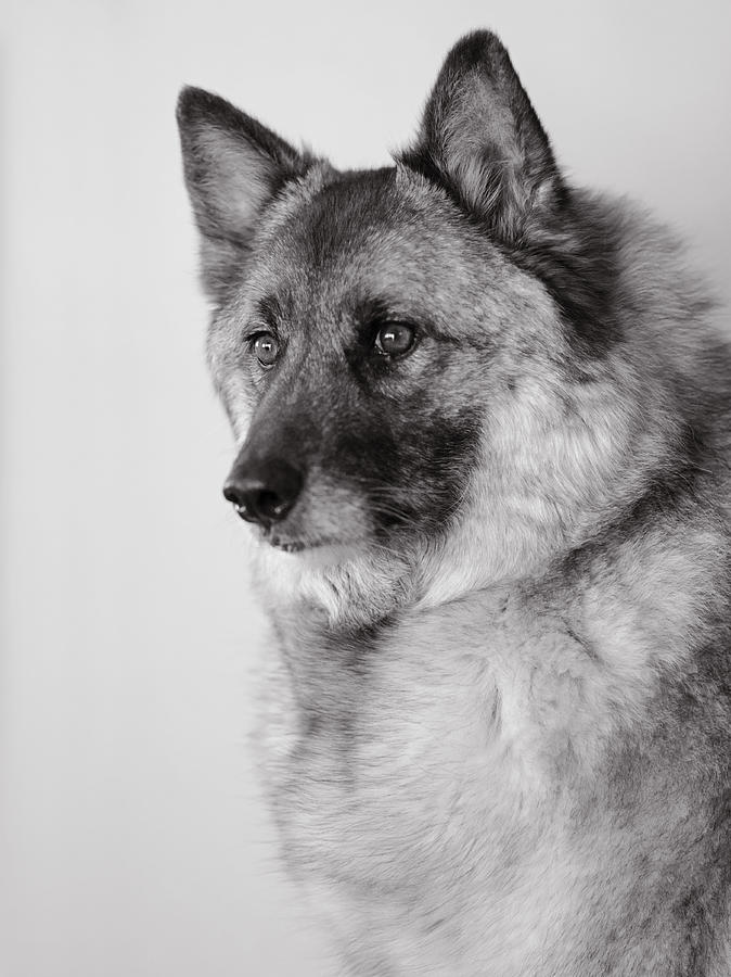 Dog Loki Photograph by Irina ArchAngelSkaya
