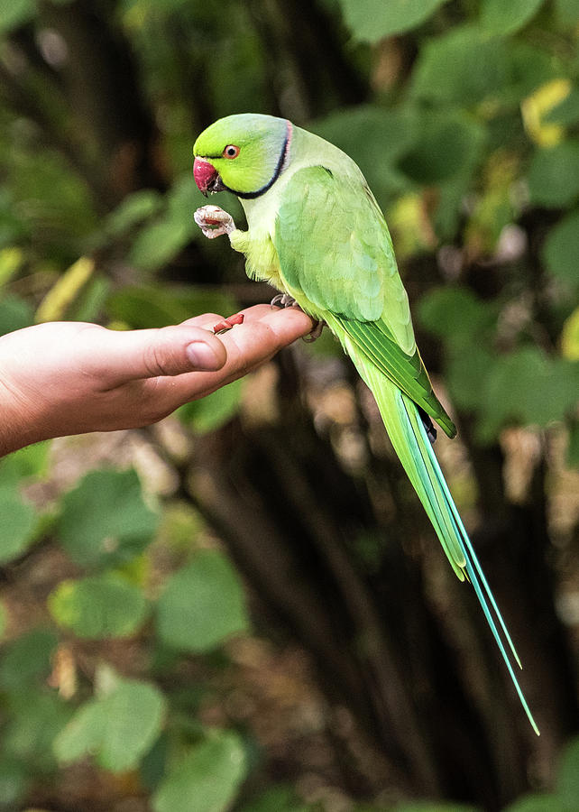 London Parakeet #1 Photograph by Matt Malloy