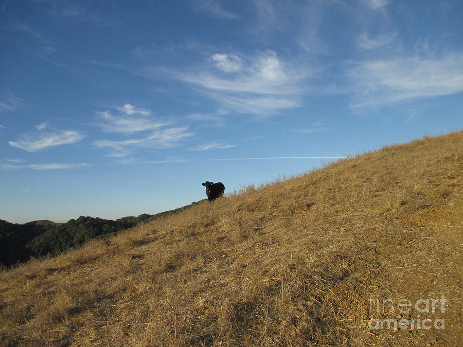 Nature Photograph - Lone Cow #3 by Suzanne Leonard