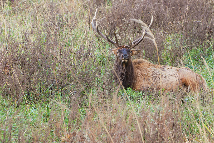 Lone Elk #2 Photograph by Holly Ross