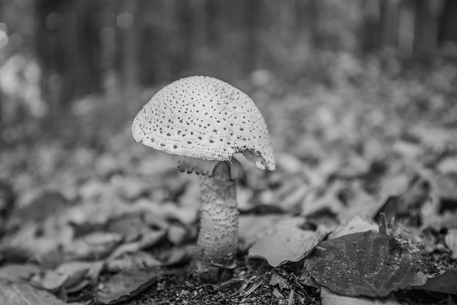 Lone fungus #1 Photograph by Ed James