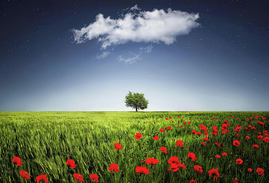 Spring Photograph - Lone tree a poppies field #1 by Bess Hamiti