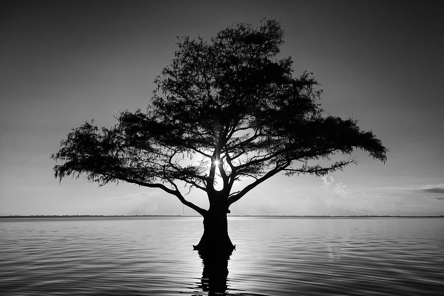 Lone tree at Blue Cypress Lake  #1 Photograph by Stefan Mazzola