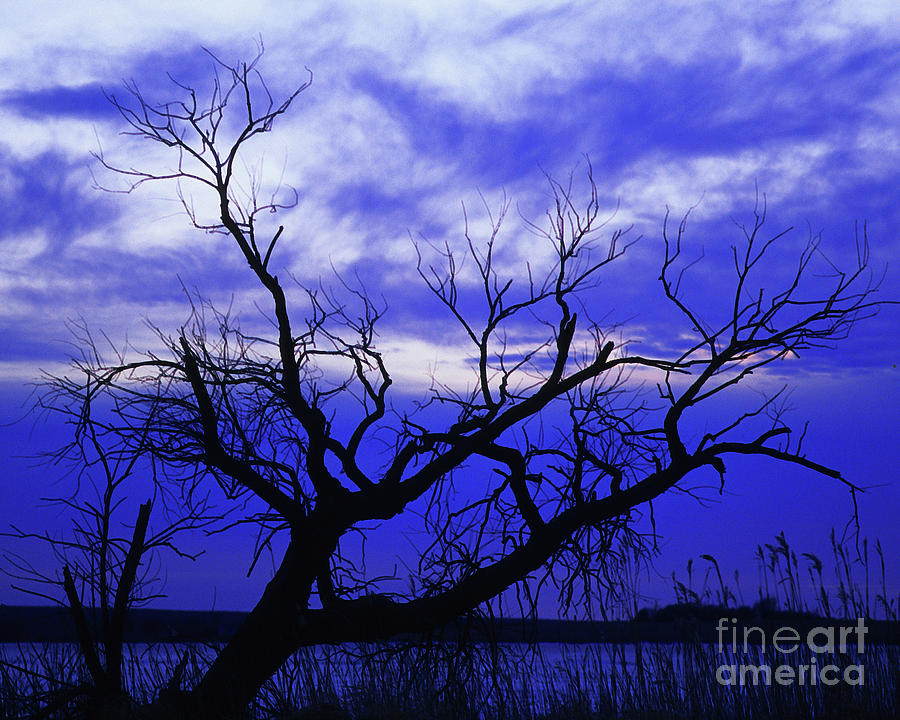Lone Tree Blues #1 Photograph by Terril Heilman
