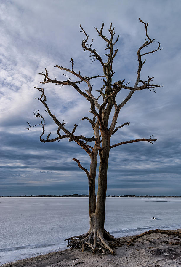 Lone Tree #1 Photograph By Carol Ward - Fine Art America