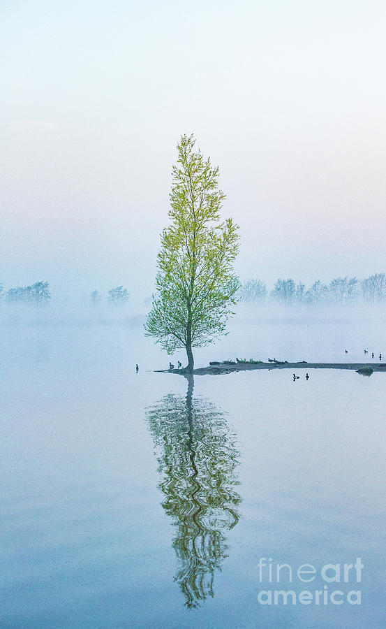 Lone Tree #1 Photograph by Casper Cammeraat