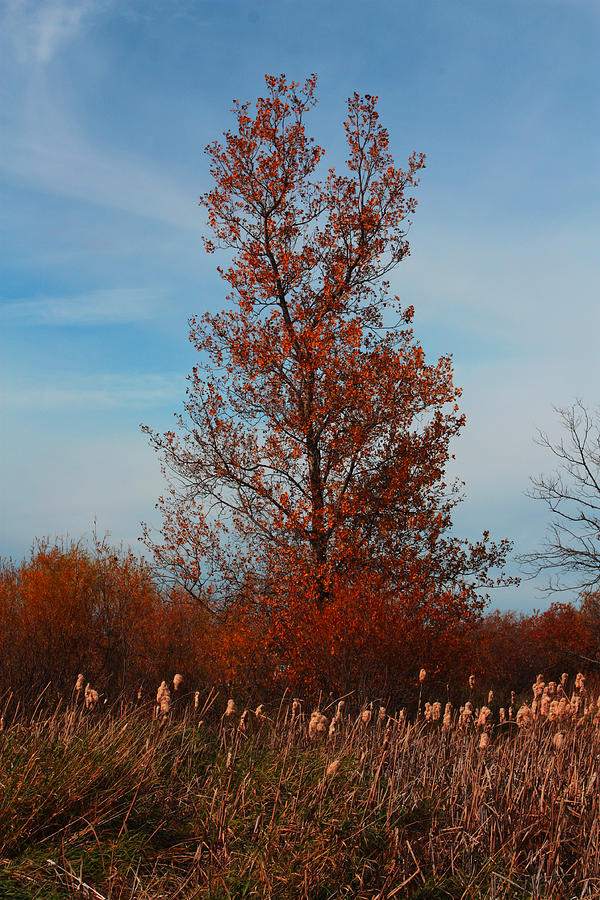 Lone tree #1 Photograph by David Matthews