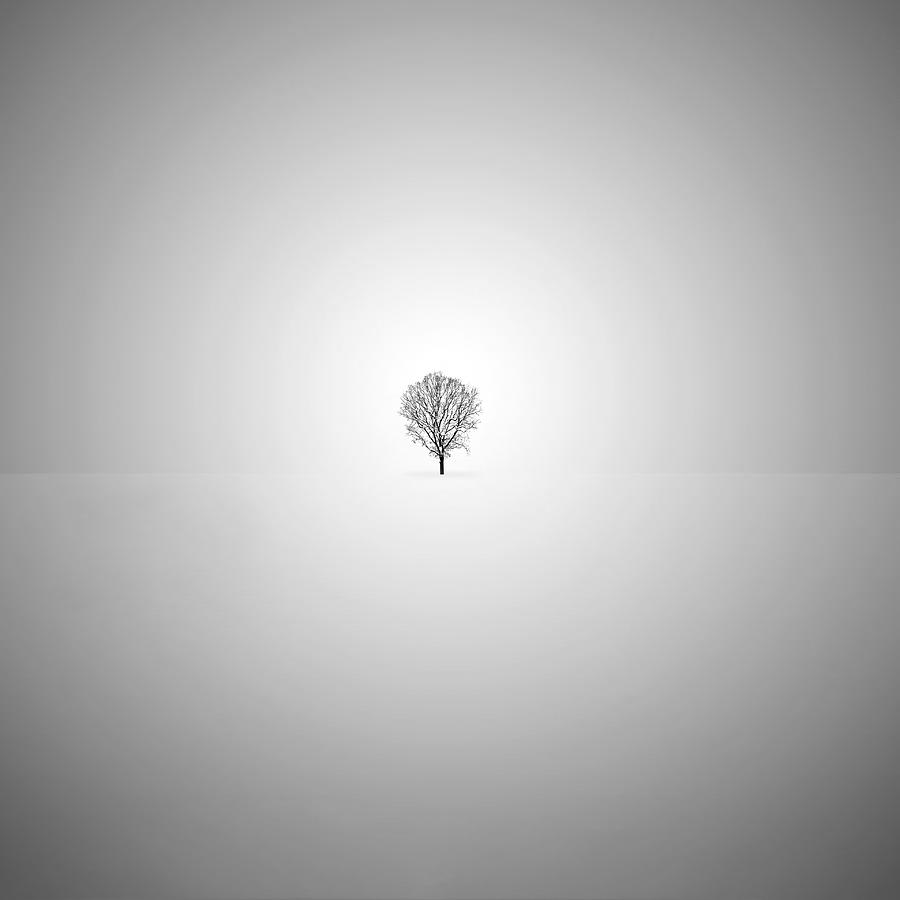 Lone Tree #1 Photograph by Mihai Andritoiu
