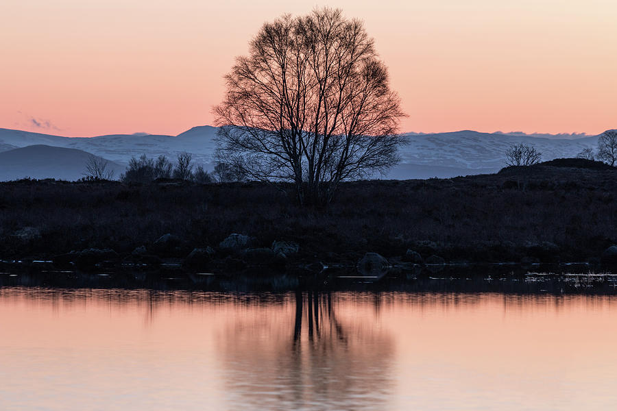 Lone Tree #1 Photograph by Neil Crawford