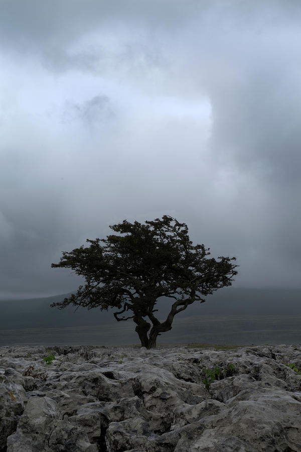 Hawthorn on Twistleton Scar Photograph by Mike Bedford | Fine Art America