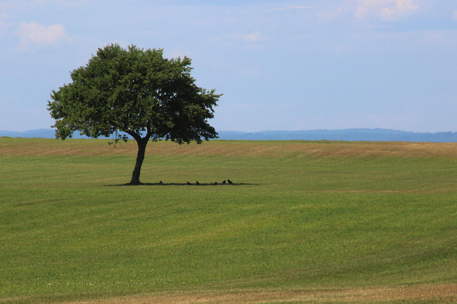 Lone Tree Orient Point New York #1 Photograph by Bob Savage