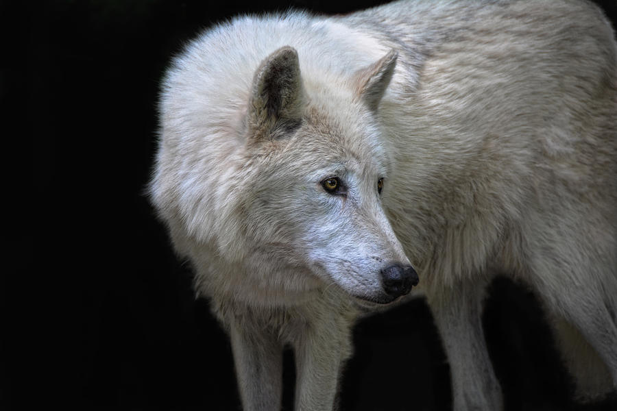 Lone Wolf Photograph