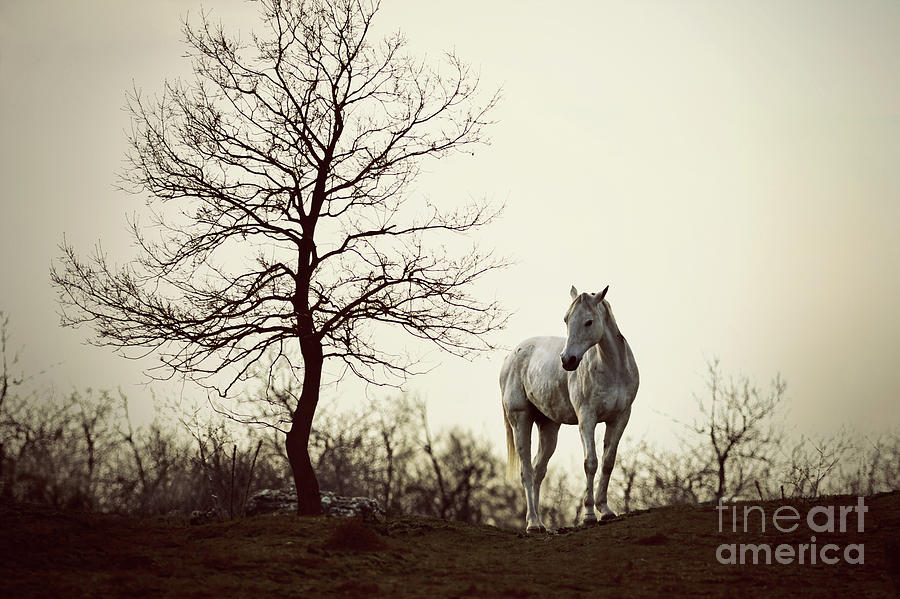 Lonely Horse #1 Photograph by Dimitar Hristov