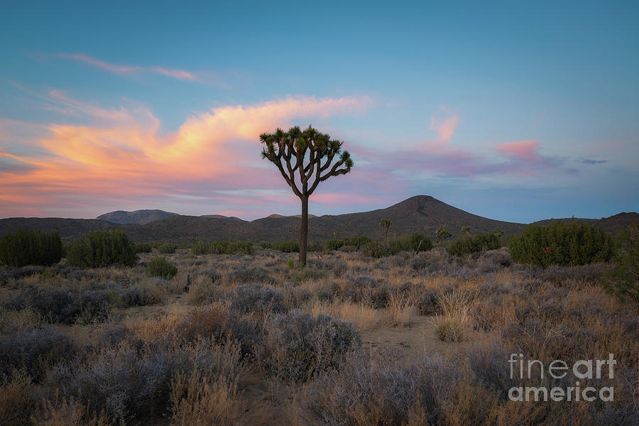 Lonely Joshua Tree Sunset  #1 Photograph by Michael Ver Sprill