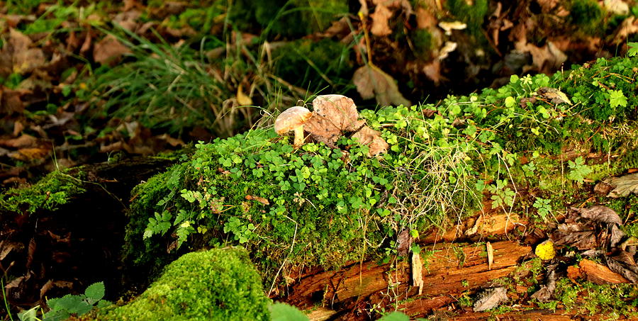 Lonely mushroom #1 Photograph by Lukasz Ryszka