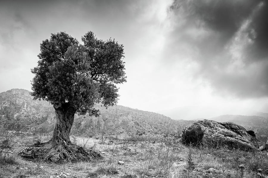 Lonely olive tree and stormy cloudy sky Photograph by Michalakis Ppalis