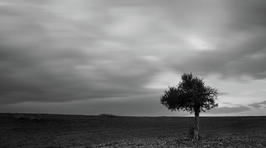 Lonely Olive tree in a green field  and  moving clouds Photograph by Michalakis Ppalis